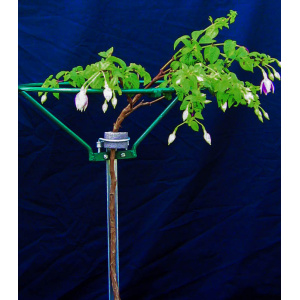 -newfuschia_on_ring3