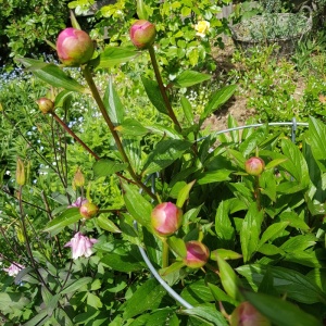 bushy_flower_on_peony_2