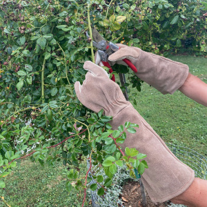 glove_leather_on_rose