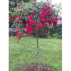 rose_stake_2_4_silver_with_flower