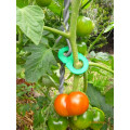 Tomato Stake -TOMTWIST-900mm Height - 4 Clips 