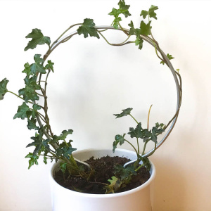 -pt20_in_pot