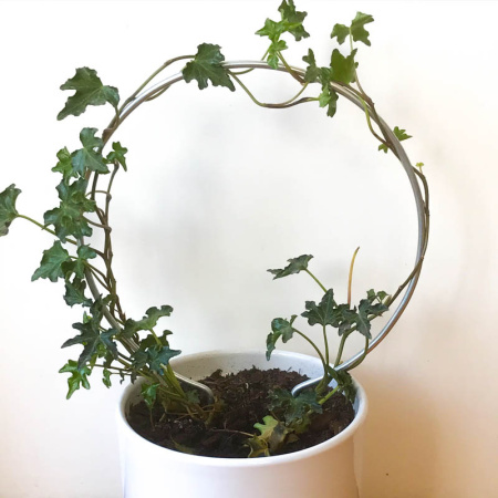 -pt20_in_pot